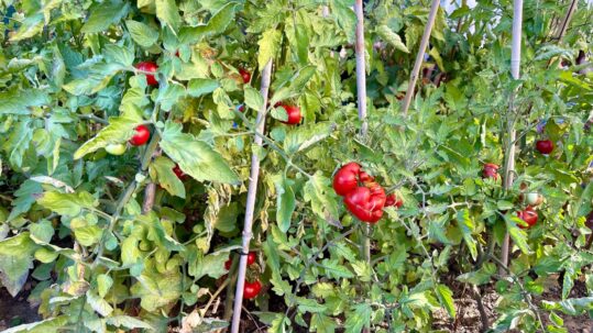 tomates del huerto del colegio circulo